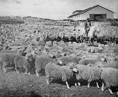 Rebaño de ovejas junto a galpón de esquila de la Sociedad Explotadora de Tierra del Fuego — aprox. 1942 | Chile de Ayer