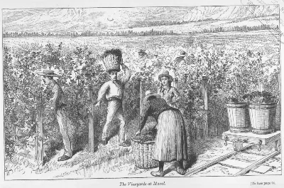 The Vineyards at Macul — aprox. 1890–1930 | Chile de Ayer