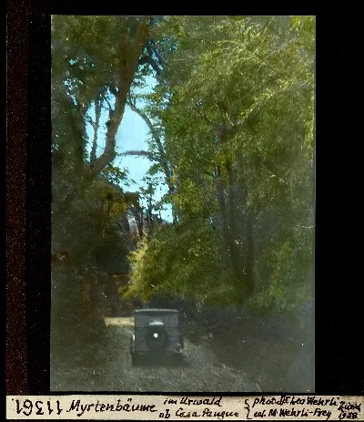 Diapositiva coloreada de arrayanes en el bosque virgen de Casa Pangue, 1938 — aprox. 1938–1940 | Chile de Ayer