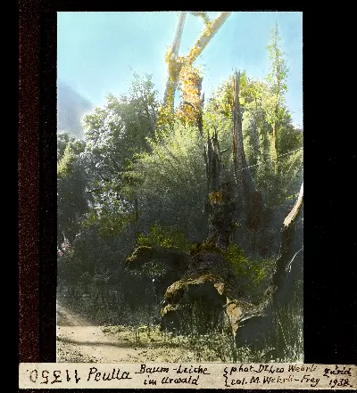Tronco muerto cubierto de musgo en la selva virgen de Peulla, 1938 — aprox. 1938–1940 | Chile de Ayer