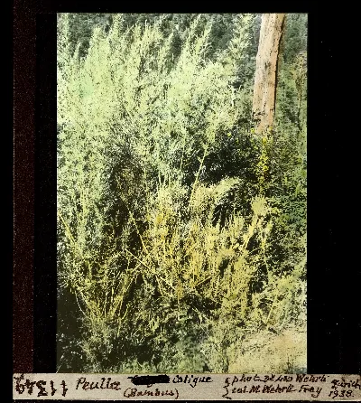 Diapositiva coloreada de coligue (bambu nativo) en Peulla, 1938 — aprox. 1938–1940 | Chile de Ayer