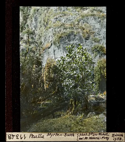 Acantilado rocoso con vegetación y líquenes — aprox. 1938–1940 | Chile de Ayer