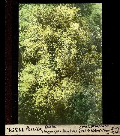 Quila (bambu ramificado) en el bosque de Peulla, diapositiva coloreada de 1938 — aprox. 1938–1940 | Chile de Ayer