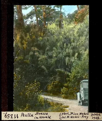 Diapositiva coloreada del camino de Peulla en el bosque virgen, 1938 — aprox. 1938–1940 | Chile de Ayer