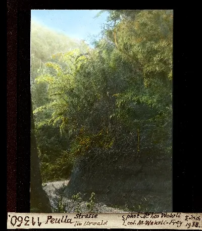 Diapositiva coloreada del camino de Peulla en el bosque virgen (vertical), 1938 — aprox. 1938–1940 | Chile de Ayer