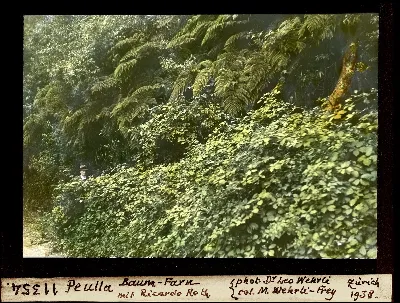 Diapositiva coloreada de bosque de helechos arboreos en Peulla con Ricardo Roth, 1938 — aprox. 1938–1940 | Chile de Ayer