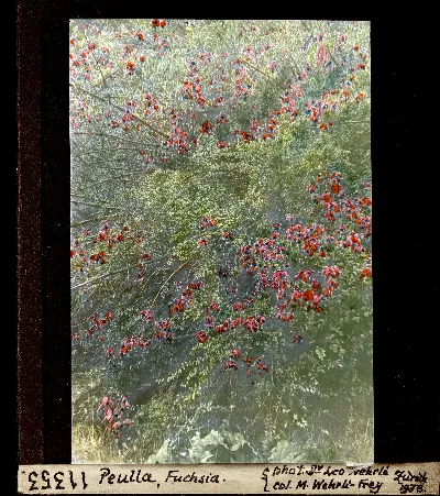 Peulla, Fuchsia en floración, vista cenital — aprox. 1938–1940 | Chile de Ayer