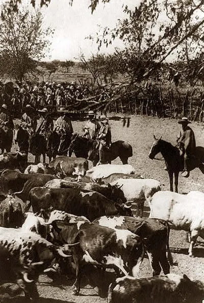 Vaqueros con ganado en Chile, 1890 — aprox. 1890–1930 | Chile de Ayer