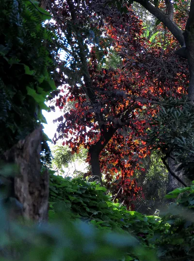 Follaje rojo y helechos a contraluz en los jardines del Cerro Santa Lucía, Santiago — aprox. 1880–1930 | Chile de Ayer