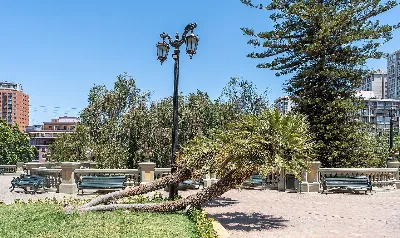 Palmera de dos troncos en Santiago — aprox. 1880–1930 | Chile de Ayer