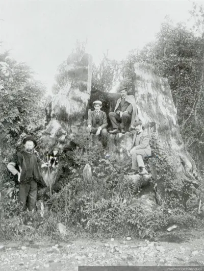 Alerce gigante en el camino entre Puerto Montt y Puerto Varas — aprox. 1900 | Chile de Ayer