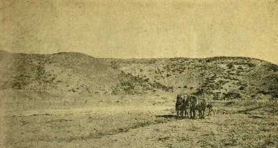Arando para la siembra de avena, estancia Cameron, Tierra del Fuego, 1923 — 1923 | Chile de Ayer