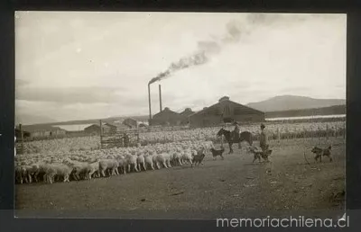 Arreo de piño de ovejas, Magallanes, hacia 1945 — 1945 | Chile de Ayer