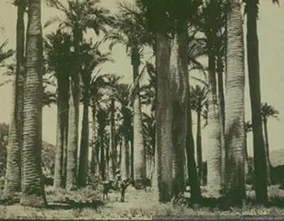 Bosque de palmeras chilenas — 1906 | Chile de Ayer