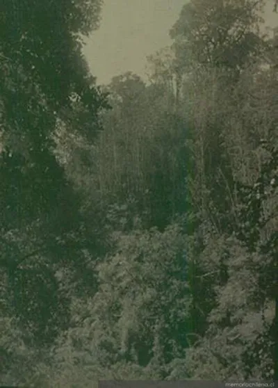 Bosque en Puerto Montt, 1906 — 1906 | Chile de Ayer