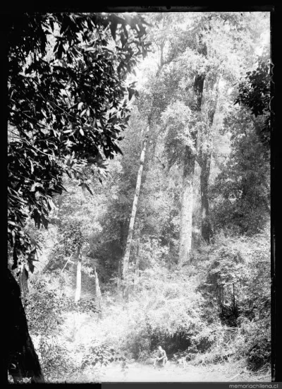 Bosque, entre 1906 y 1919 — 1906 | Chile de Ayer