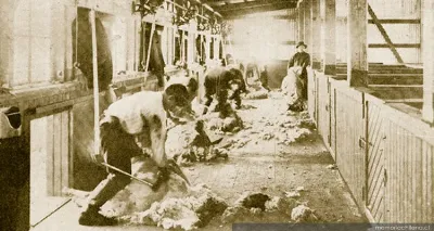Esquila a máquina en la Estancia Entre Vientos, Magallanes, 1920 — 1920 | Chile de Ayer