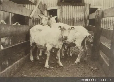 Establecimiento de esquila y gracería en Santa Sofía, 1906 — 1906 | Chile de Ayer