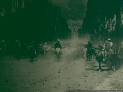 Hombres arriando ganado de vacuno, 1906 — 1906 | Chile de Ayer