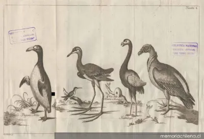 Aves de Chile, 1776 — 1776 | Chile de Ayer