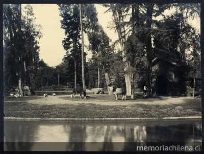 Llamas pastando a orillas de la laguna del Parque Cousiño, 1906 — 1906 | Chile de Ayer