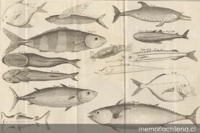 Fishes found in this voyage, 1773 — 1773 | Chile de Ayer