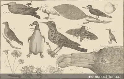 Birds, 1773 — 1773 | Chile de Ayer