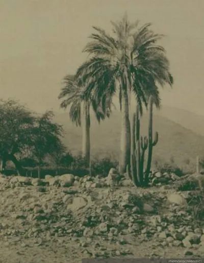 Palmeras y cactus, Curicó, 1906 — 1906 | Chile de Ayer