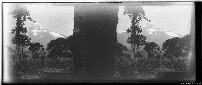 Volcán Lanin desde bosques de araucarias, 1906 — 1906 | Chile de Ayer