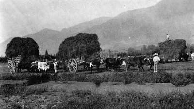 Carretas transportando forraje, hacia 1900 — 1900 | Chile de Ayer