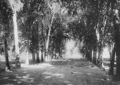 Camino rural, hacienda Macul, hacia 1900 — 1900 | Chile de Ayer
