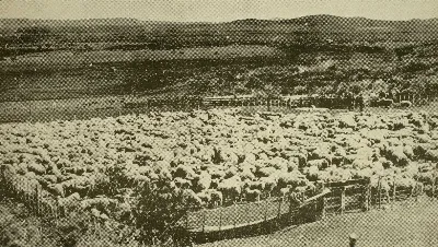 Piño de ovejas en la Estancia Mercedes, Porvenir, Provincia de Tierra del Fuego, 1934 — 1934 | Chile de Ayer