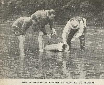 Siembra de alevines de truchas: Río Aconcagua, 1947 — 1947 | Chile de Ayer