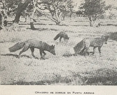 Criadero de zorros, Punta Arenas, 1948 — 1948 | Chile de Ayer