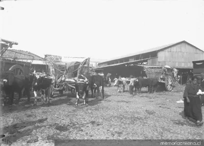 Carretas en la Vega Central, hacia 1912 — 1912 | Chile de Ayer