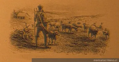 Rebaño de ovejas en Tierra del Fuego, hacia 1894 — 1894 | Chile de Ayer