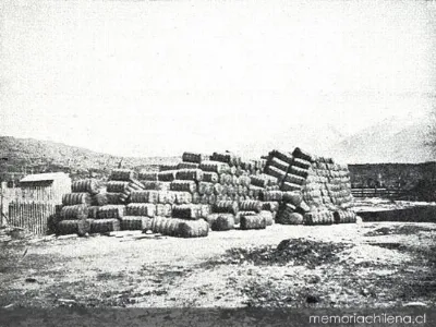 Cargamento de lana esperando su transporte río abajo para ser exportado, valle del Río Baker — 1928 | Chile de Ayer