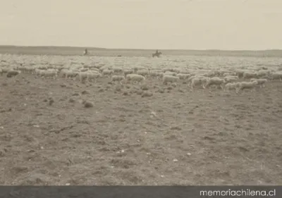 Un gran piño de ovejas en Santa Sofía, Tierra del Fuego, 1906 — 1906 | Chile de Ayer