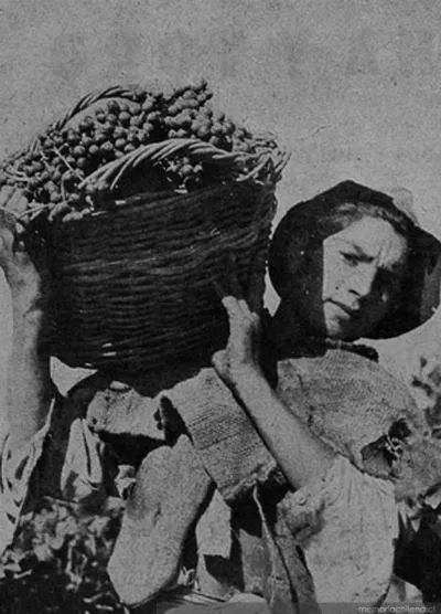 Niño recolector de uvas, hacia 1945 — 1945 | Chile de Ayer