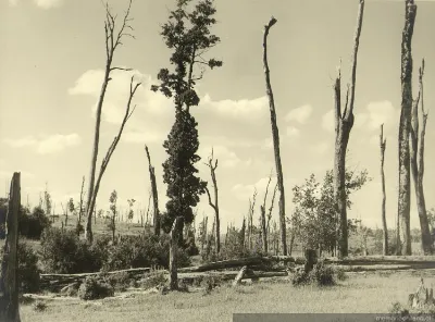 Paisaje sureño — 1900 | Chile de Ayer