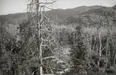 Vista de un bosque de cipreses quemados — 1900 | Chile de Ayer