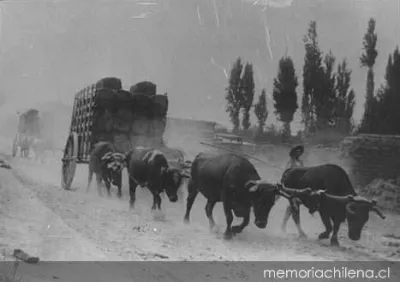 Bueyes tirando una carreta, 1906 — 1906 | Chile de Ayer