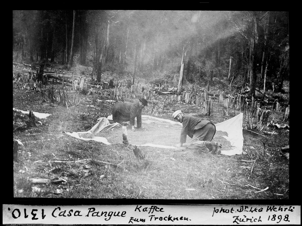 Casa Pangue, Kaffee zum Trocknen — 1898 | Chile de Ayer