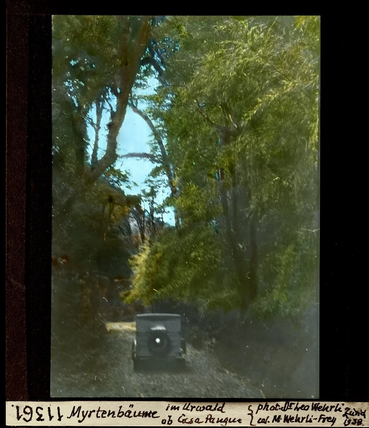 Myrthenbäume im Urwald ob Casa Pangue — 1938 | Chile de Ayer