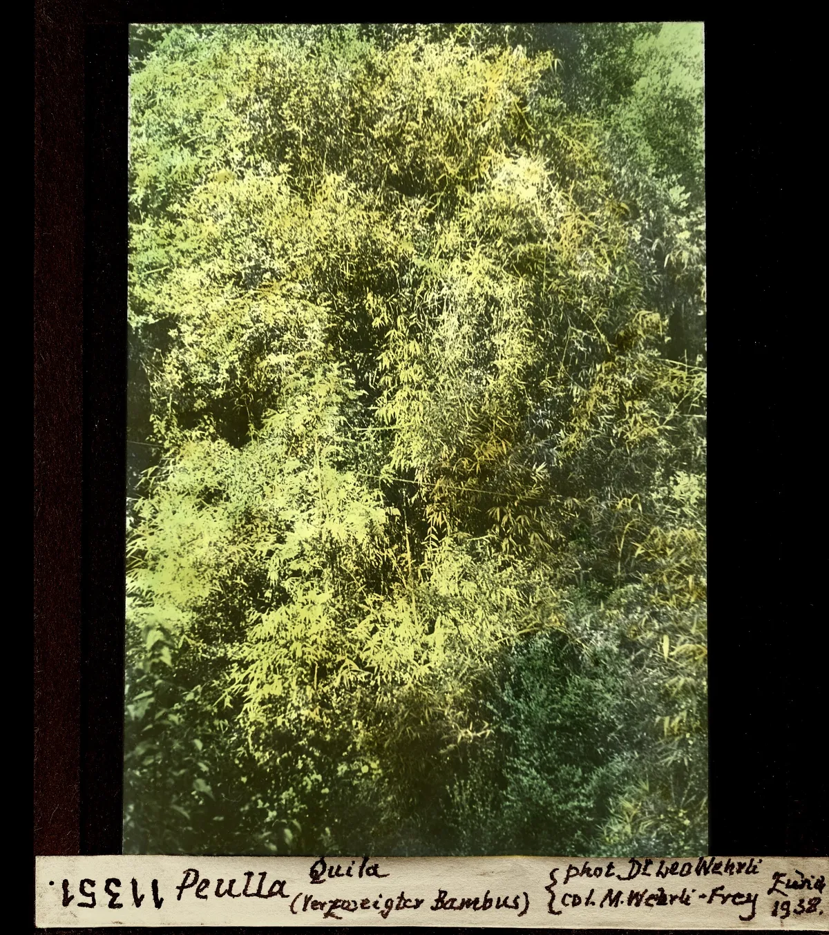 Peulla Quila (verzweigter Bambus) — Puerto Montt — 1938 | Chile de Ayer