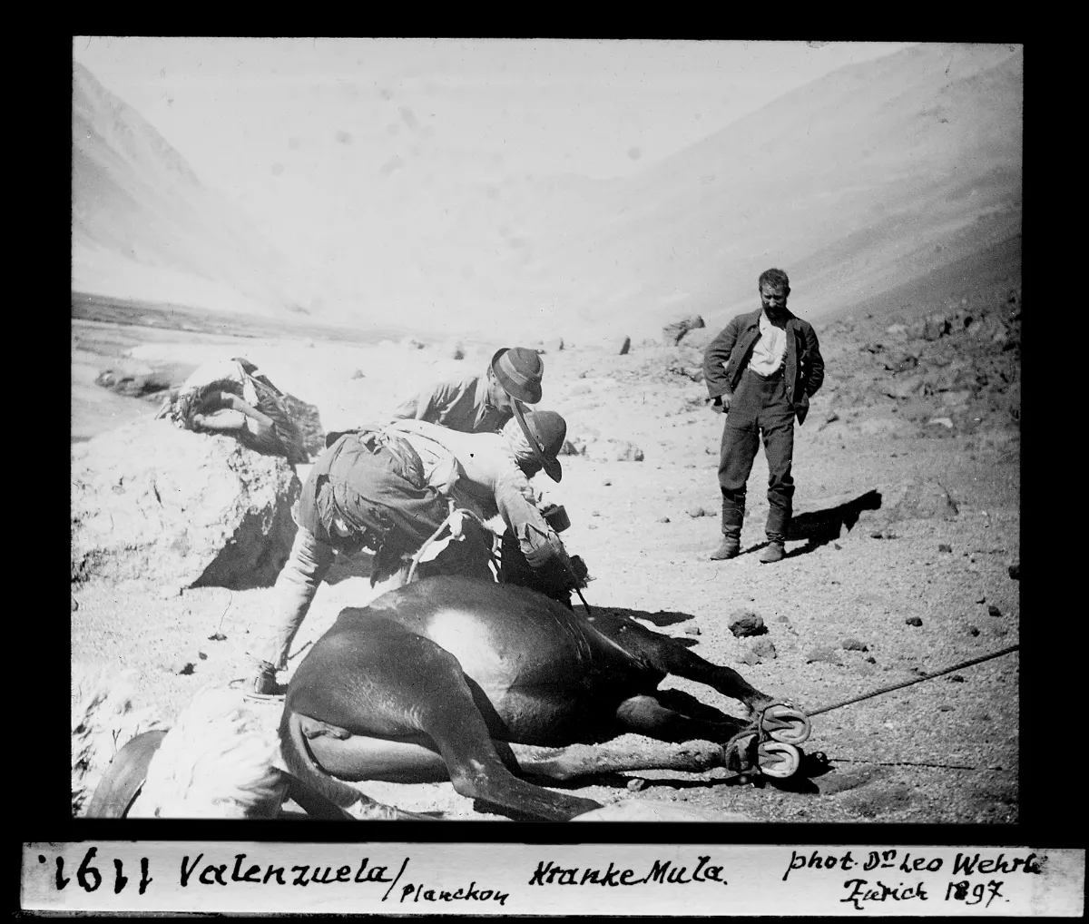 Valenzuela, Planchon, kranke Mula — 1897 | Chile de Ayer