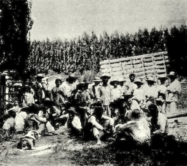 Almuerzo de la peonada Fundo Timmermann 1903 — 1903 | Chile de Ayer