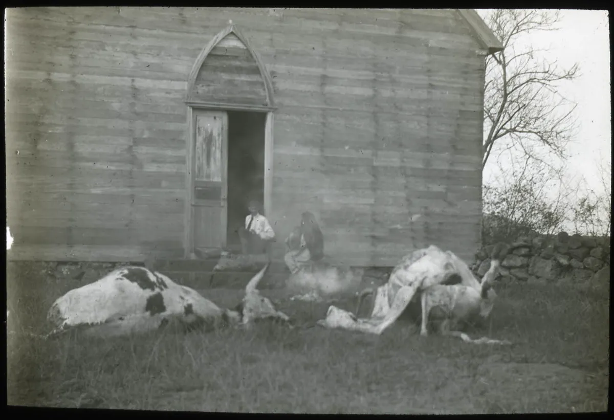 Two dead cows in front of house at Hanga Roa, Oc,G.T.1546, Mana Expedition to Easter Island, British Museum — Isla de Pascua — 1914 | Chile de Ayer
