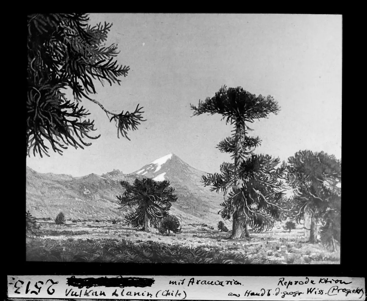 Vulkan Llanin mit Arancarien, Chile — 1930 | Chile de Ayer
