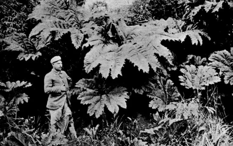 Vegetacion junto al Río Yelcho 1903 — 1903 | Chile de Ayer